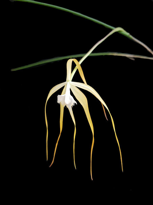 brassavola cucullata orchid sale Singapore potted plant