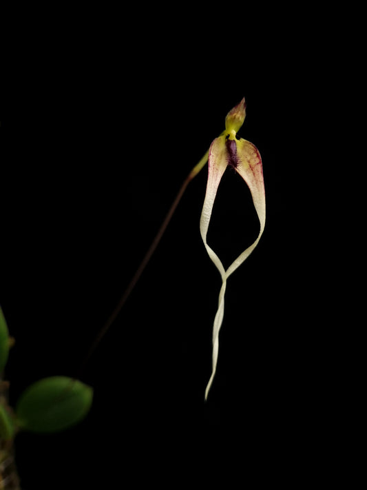 bulbophyllum diplohelix orchid delivery sale Singapore potted plant