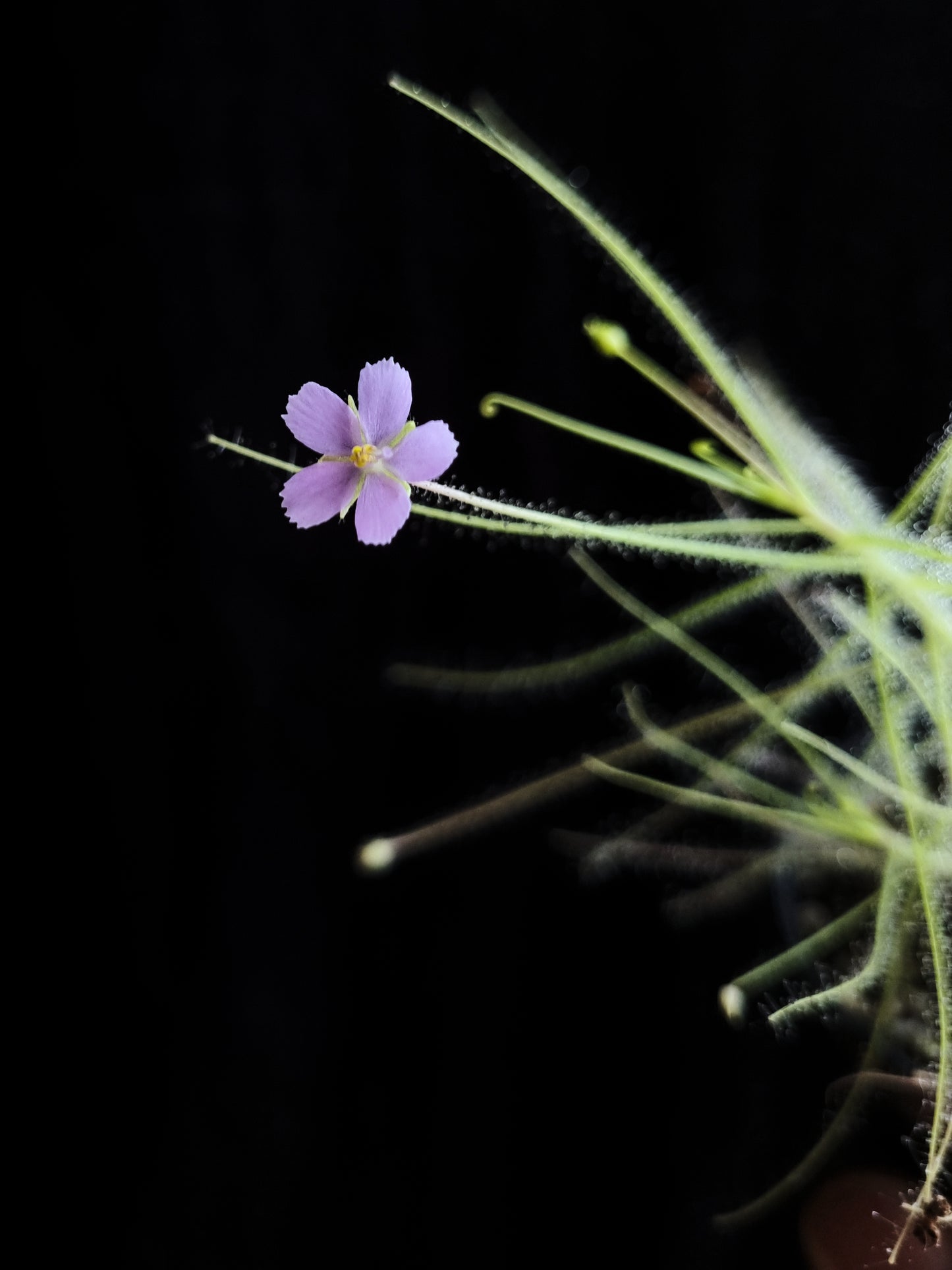 byblis liniflora rainbow plant carnivorous plant sale Singapore potted plant