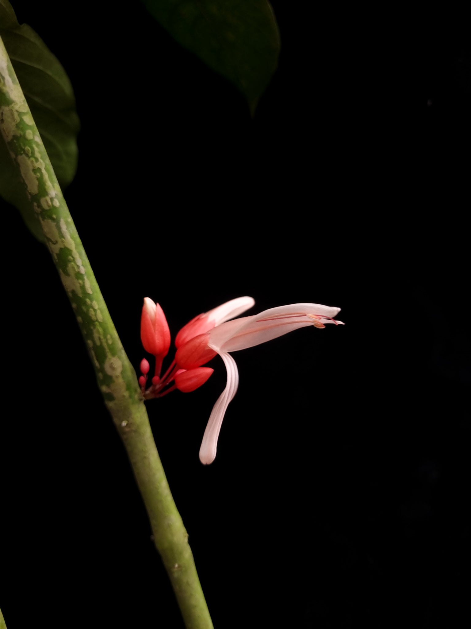 calycacanthus magnusianus rare flowering shrub from Papua sale Singapore potted plant