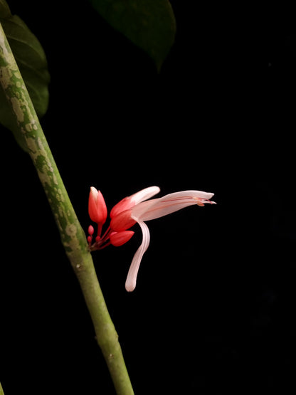 calycacanthus magnusianus rare flowering shrub from Papua sale Singapore potted plant
