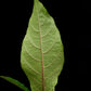 calycacanthus magnusianus rare flowering shrub from Papua sale Singapore potted plant