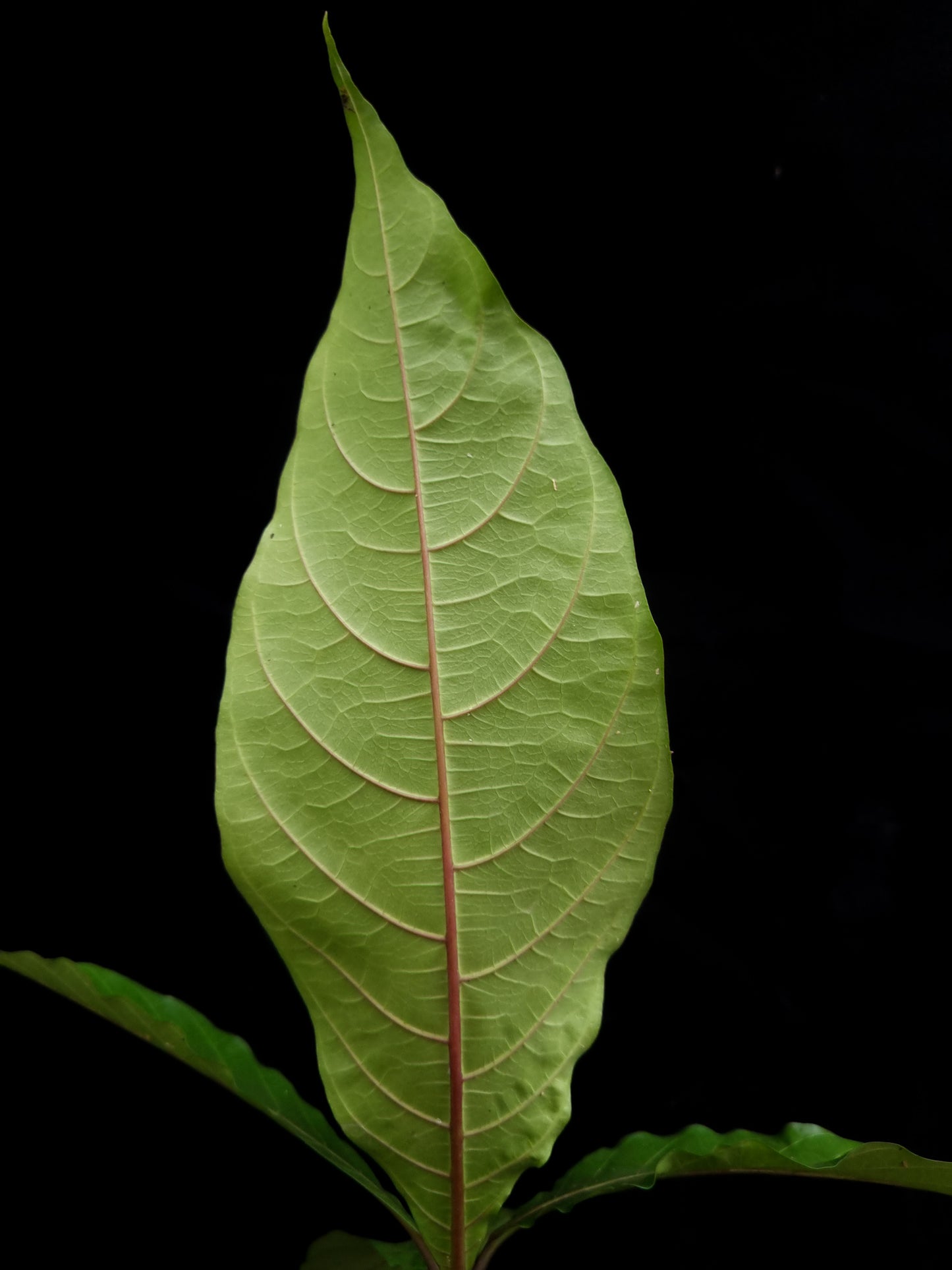 calycacanthus magnusianus rare flowering shrub from Papua sale Singapore potted plant