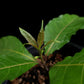 calycacanthus magnusianus rare flowering shrub from Papua sale Singapore potted plant