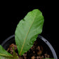 calycacanthus magnusianus rare flowering shrub from Papua sale Singapore potted plant