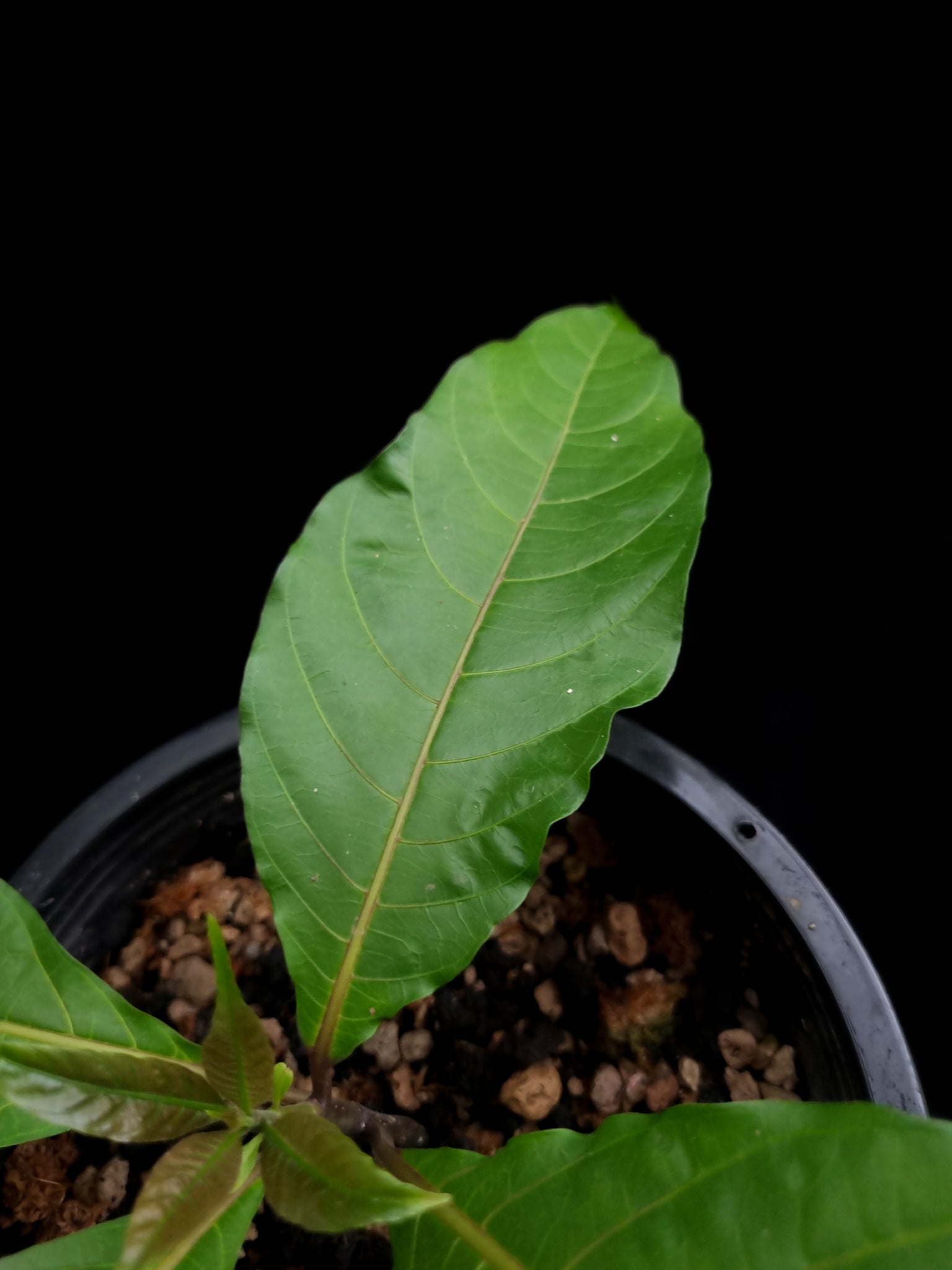 calycacanthus magnusianus rare flowering shrub from Papua sale Singapore potted plant