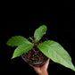 calycacanthus magnusianus rare flowering shrub from Papua sale Singapore potted plant