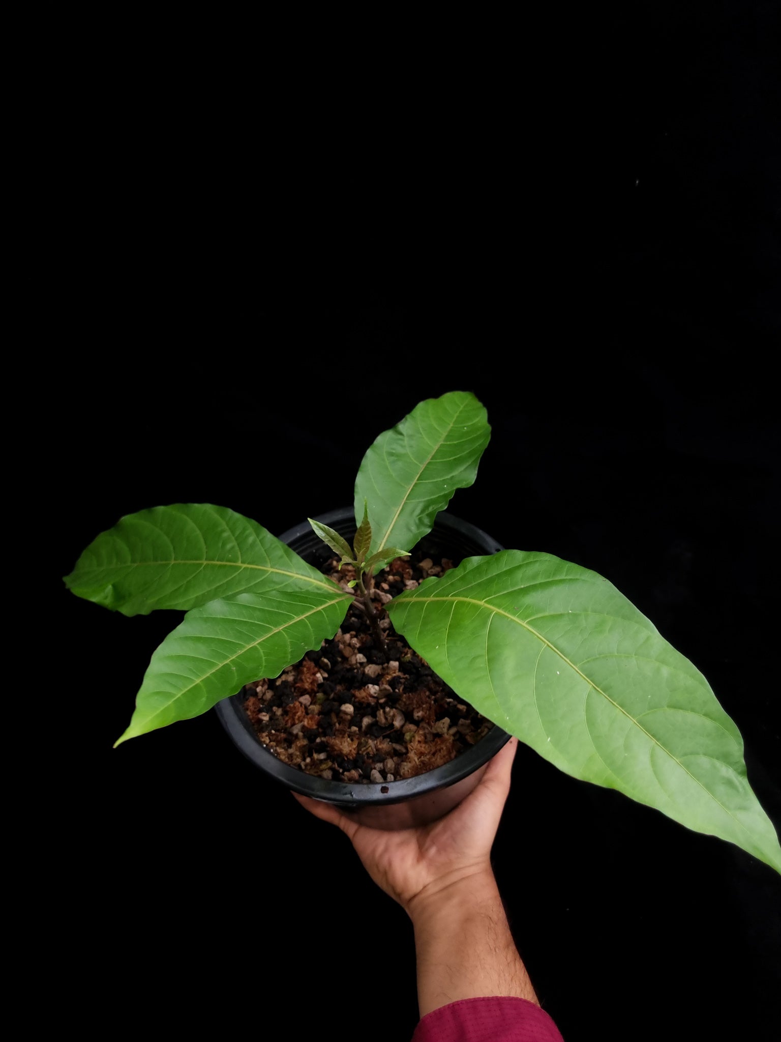 calycacanthus magnusianus rare flowering shrub from Papua sale Singapore potted plant