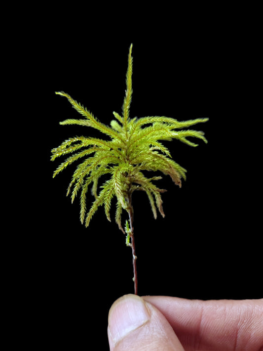 climacium japonicum tree moss terrarium palludarium sale Singapore potted plant
