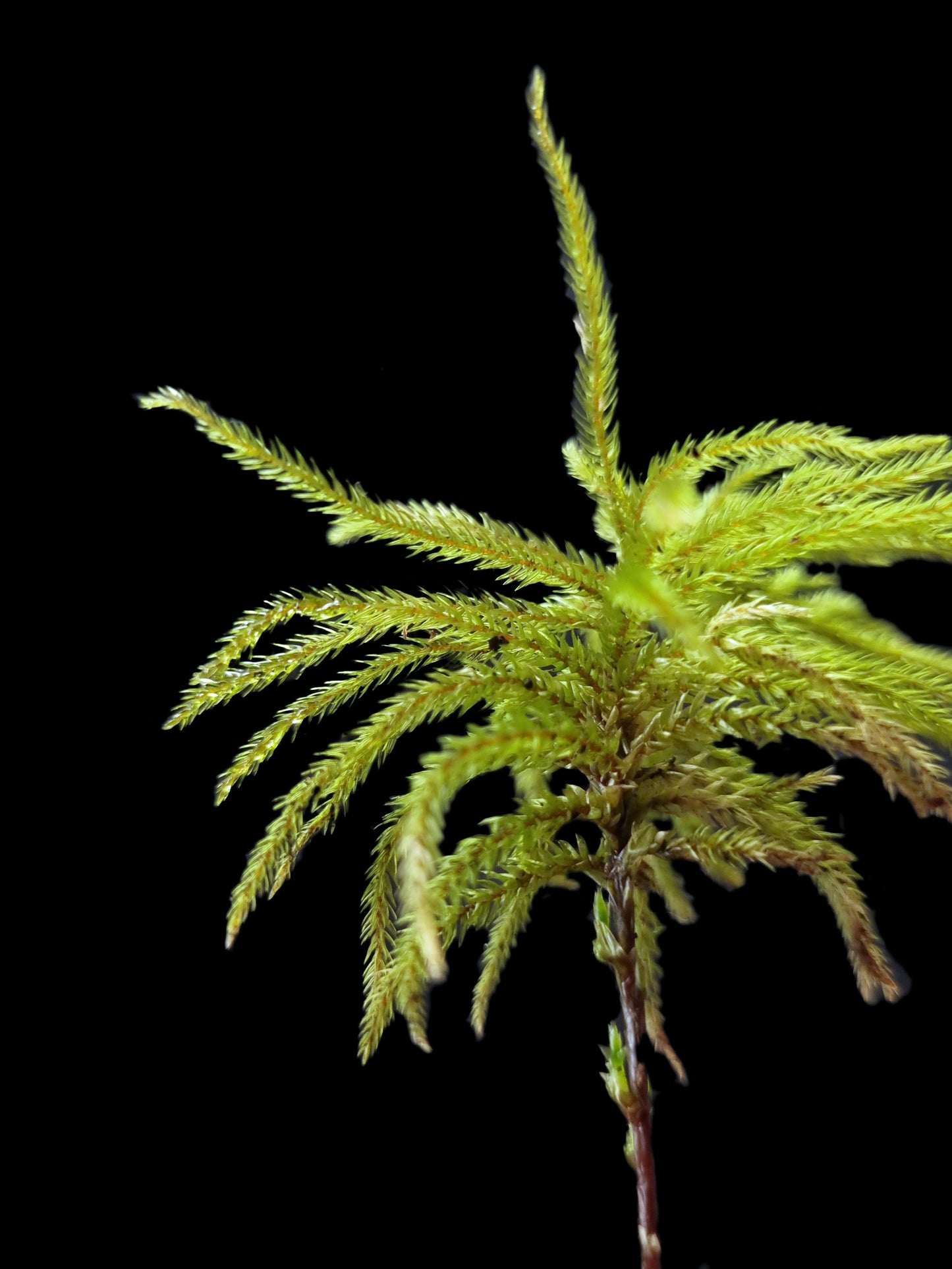 climacium japonicum tree moss terrarium palludarium sale Singapore potted plant