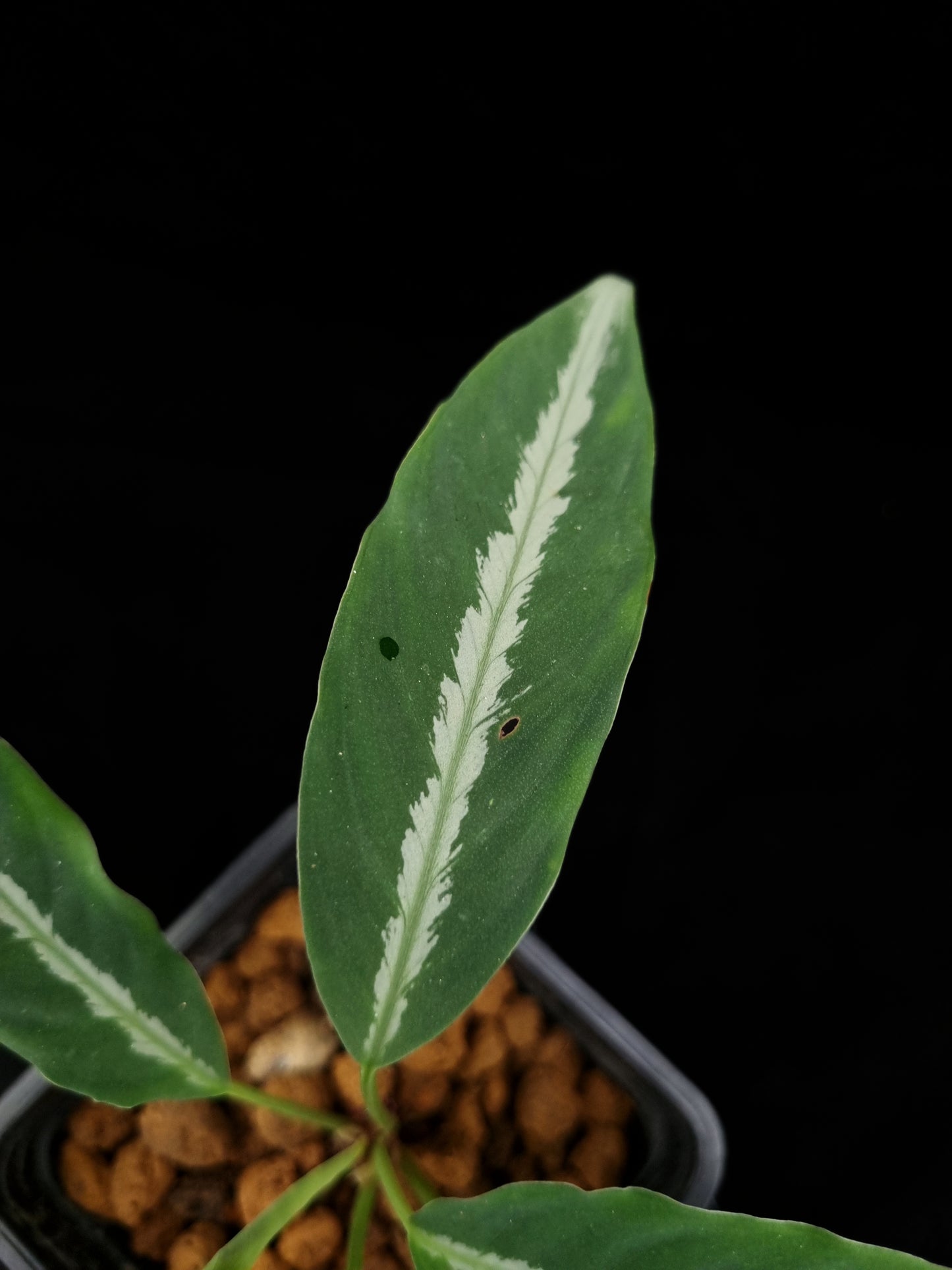 colobogynium variegatum tecturatum sale Singapore potted plant indoor houseplant
