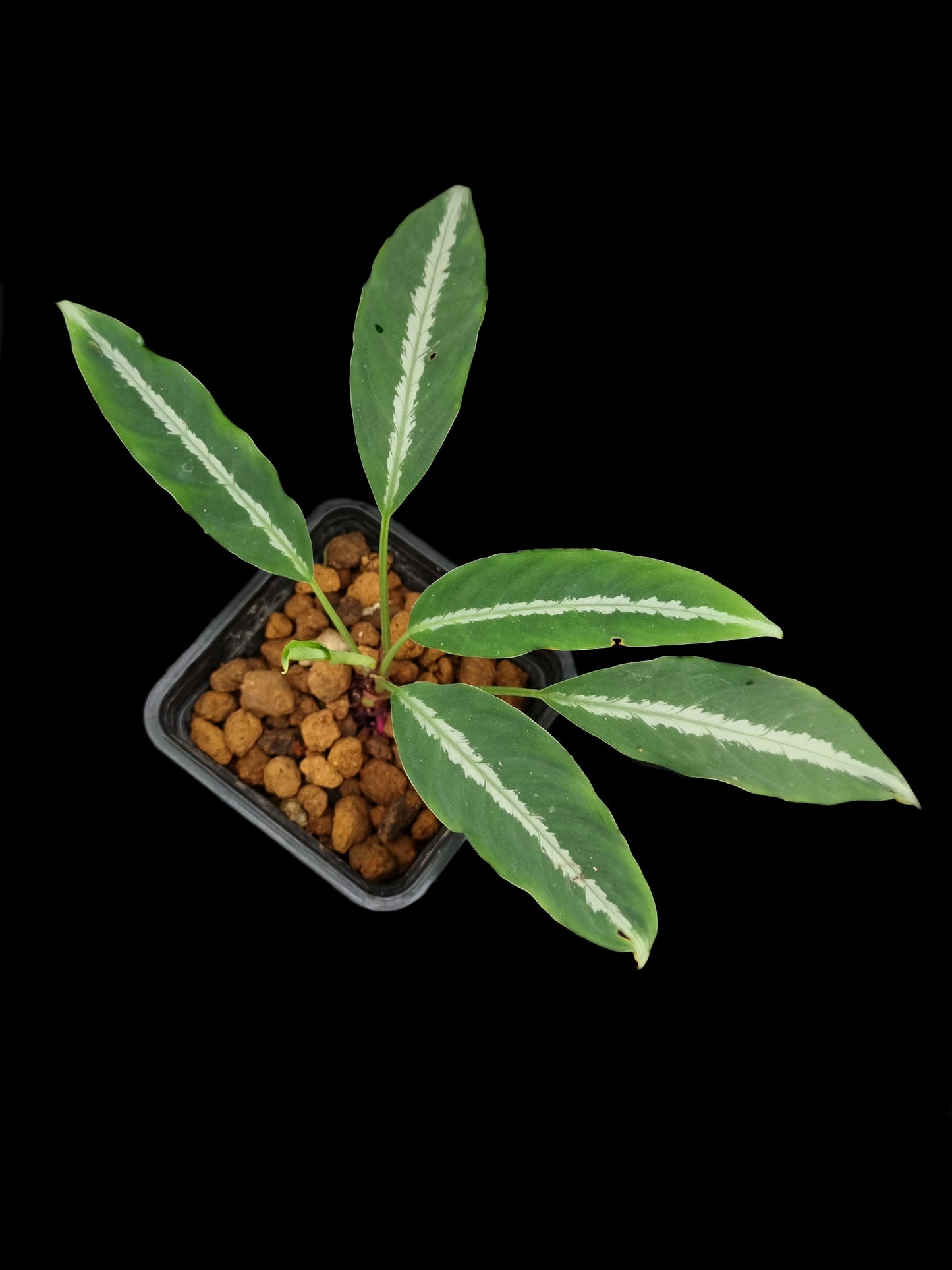 colobogynium variegatum tecturatum sale Singapore potted plant indoor houseplant