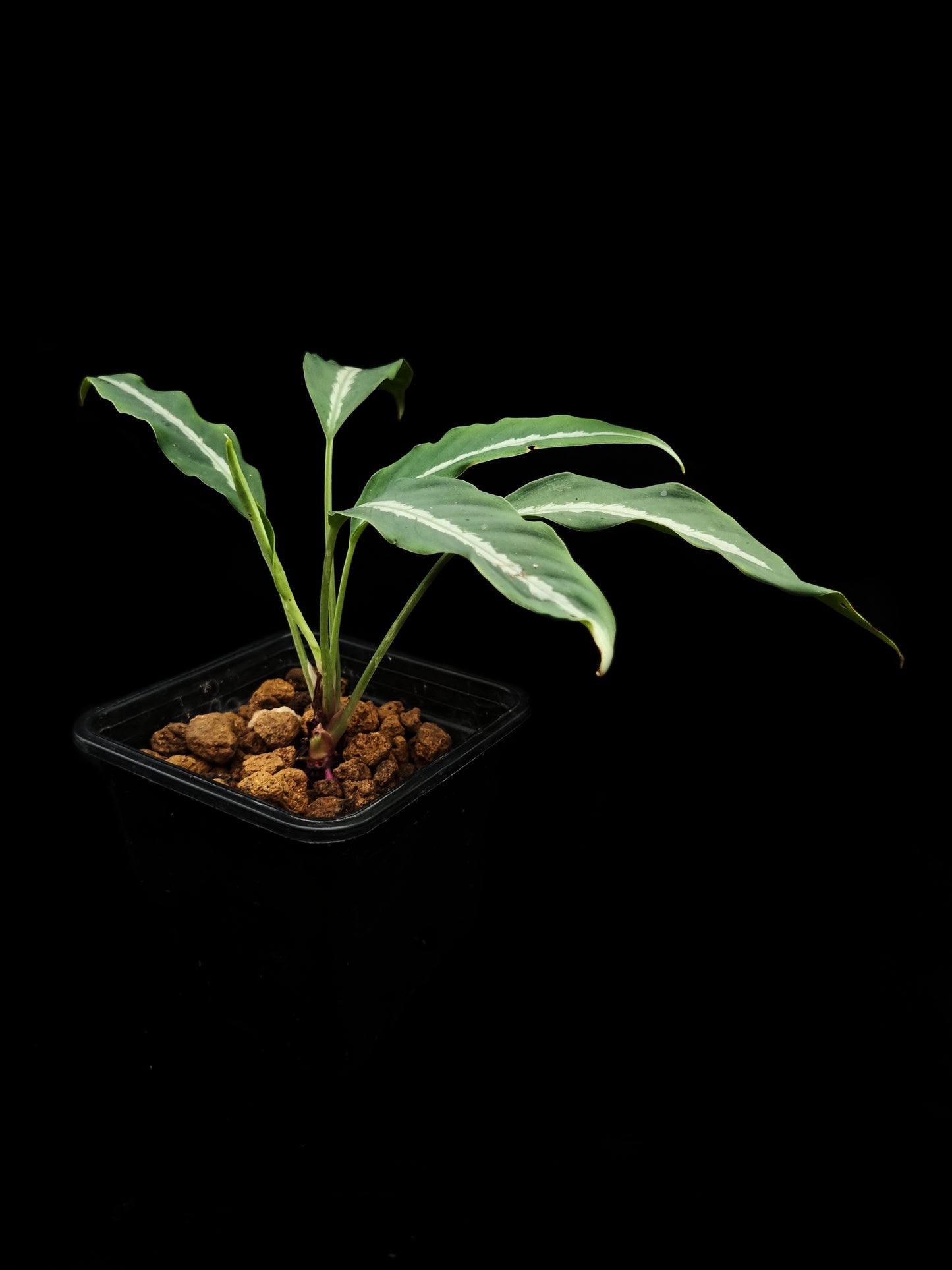 colobogynium variegatum tecturatum sale Singapore potted plant indoor houseplant