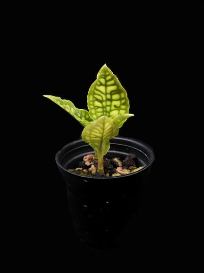 cystorchis variegata jewel orchid sale Singapore potted plant side view