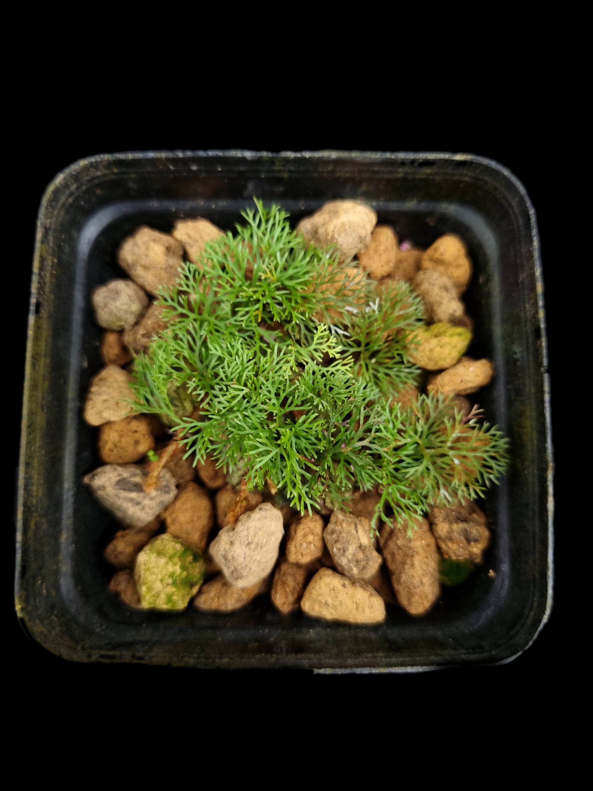 davallia parvula fine leaf fern potted plant sale Singapore terrarium paludarium plant