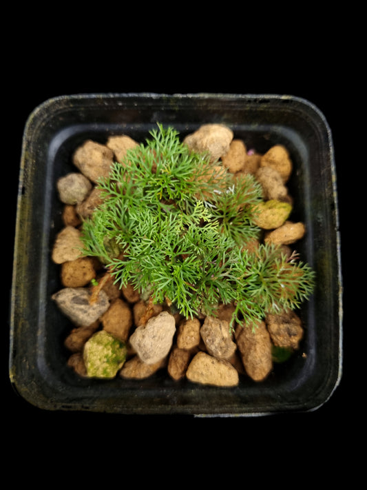 davallia parvula fine leaf fern potted plant sale Singapore terrarium paludarium plant