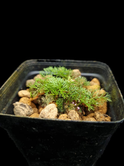 davallia parvula fine leaf fern potted plant sale Singapore terrarium paludarium plant