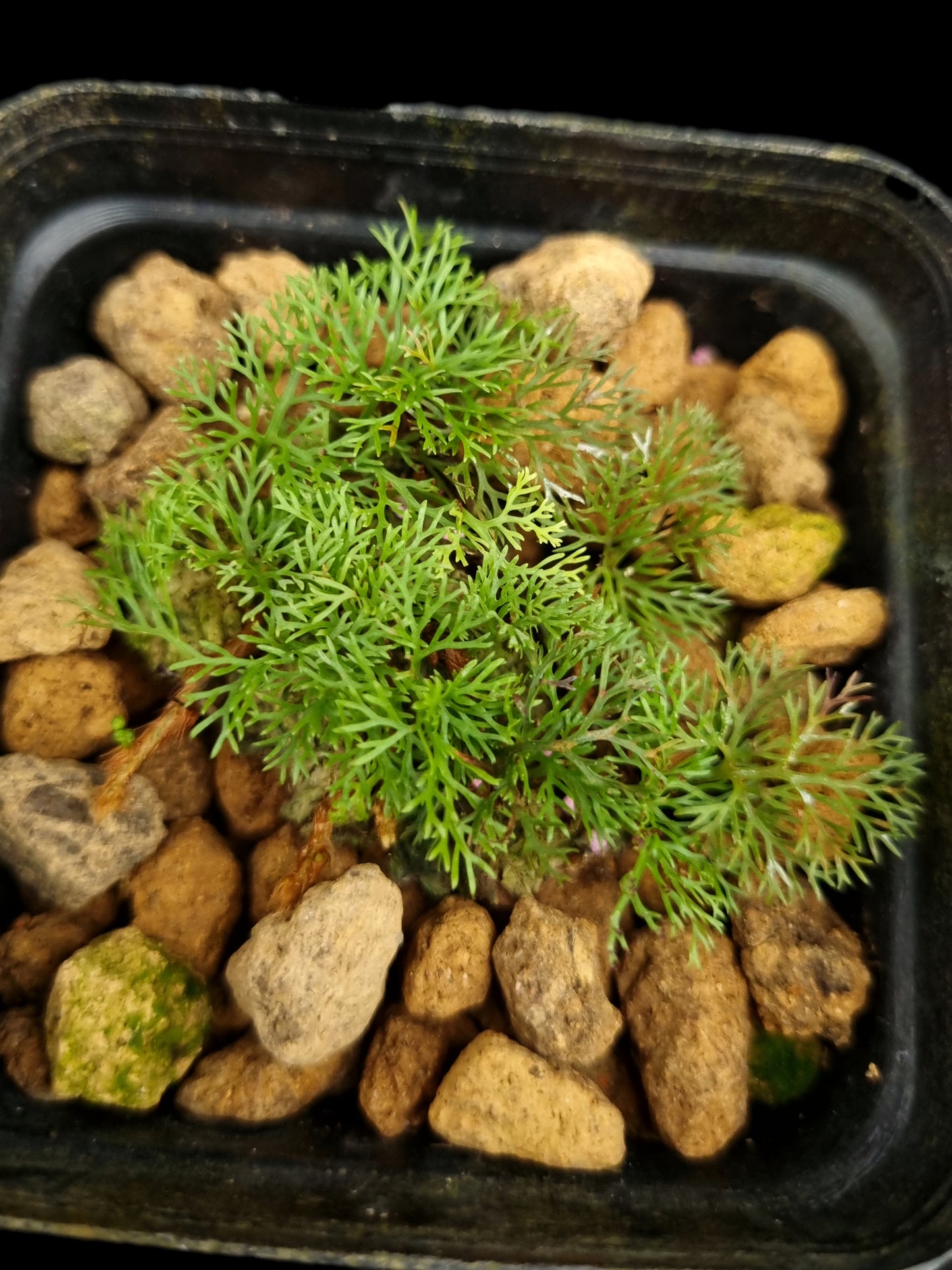 davallia parvula fine leaf fern potted plant sale Singapore terrarium paludarium plant