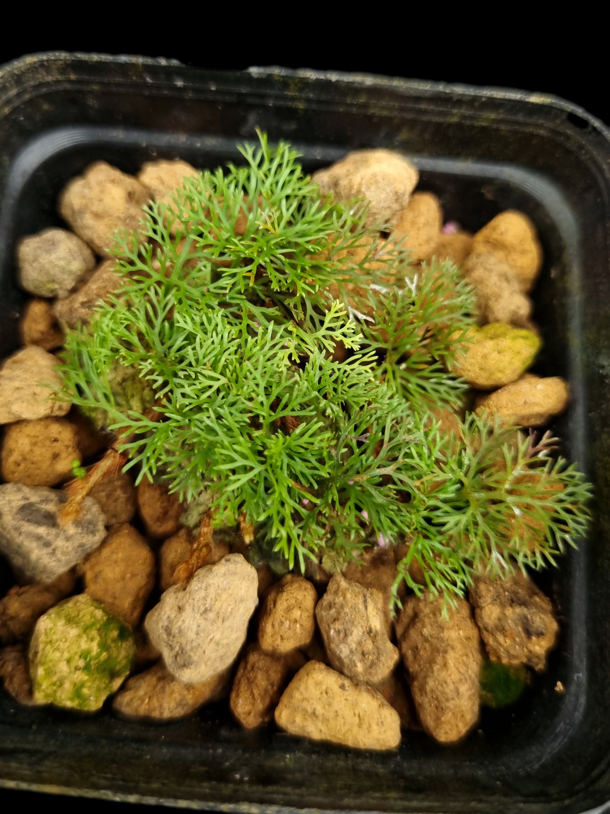 davallia parvula fine leaf fern potted plant sale Singapore terrarium paludarium plant