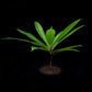 dillenia indica sale Singapore potted plant side view