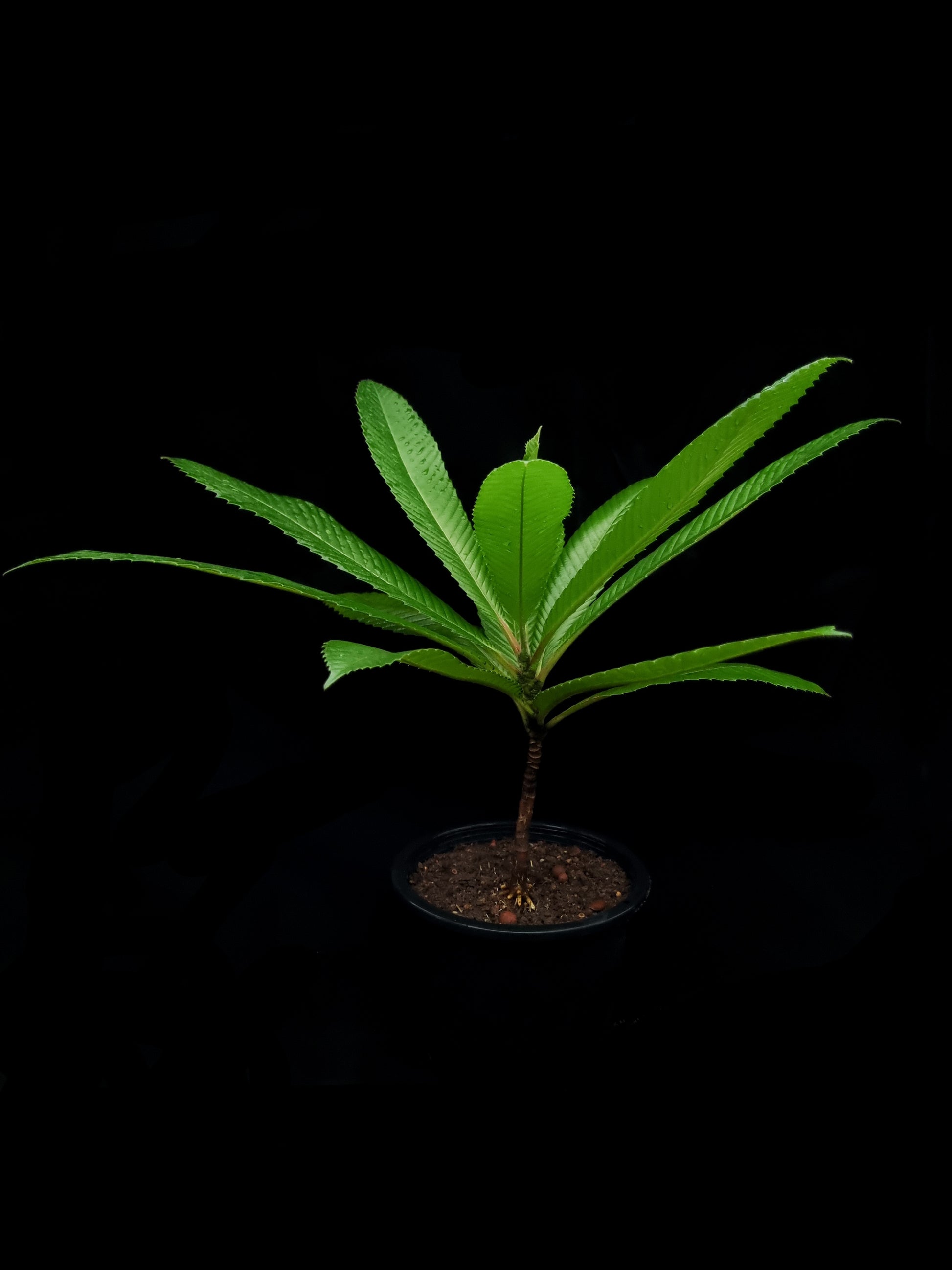 dillenia indica sale Singapore potted plant side view
