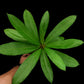 dillenia indica sale Singapore potted plant top view