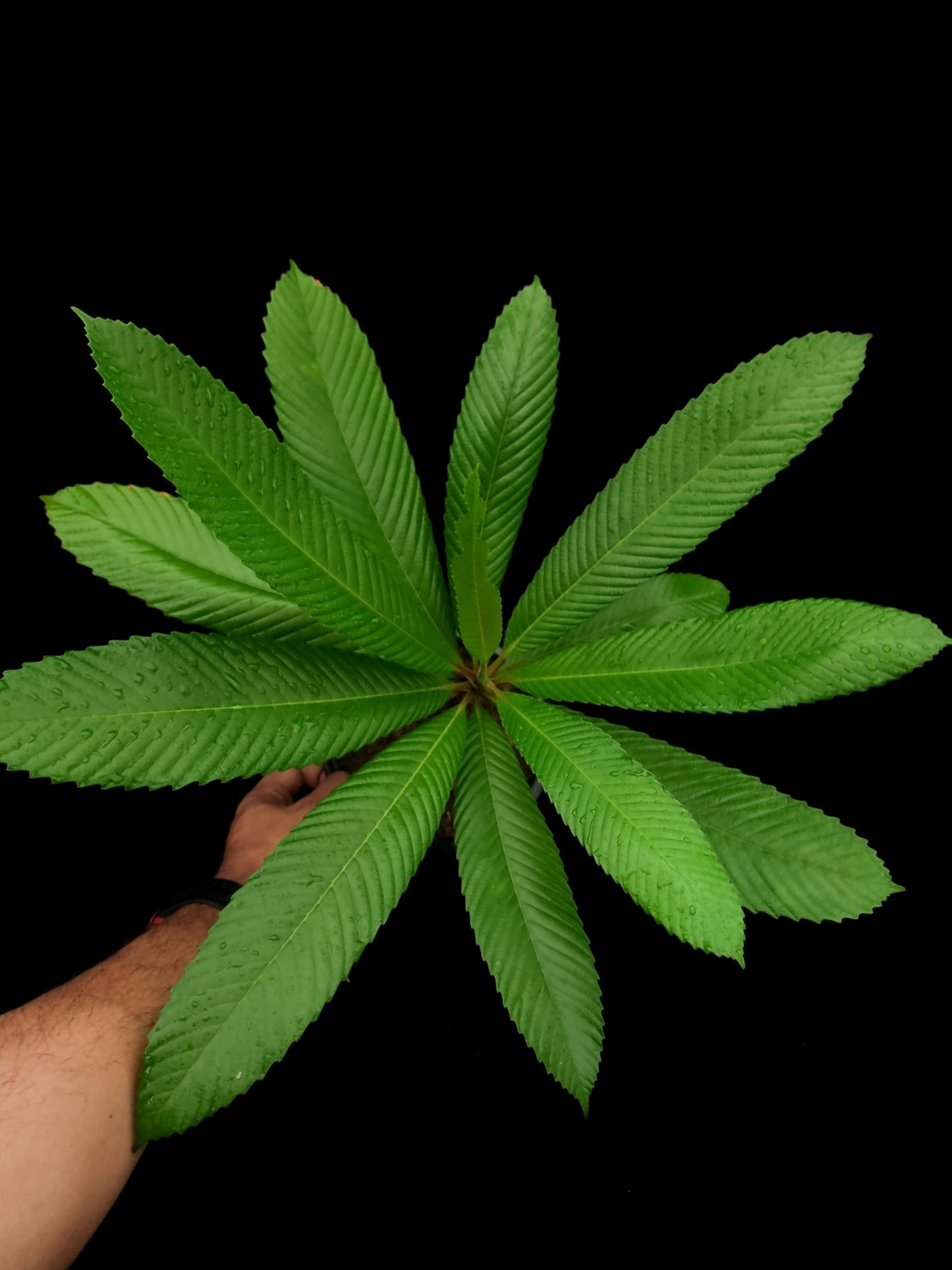 dillenia indica sale Singapore potted plant top view