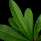 dillenia indica sale Singapore potted plant leaf adaxial