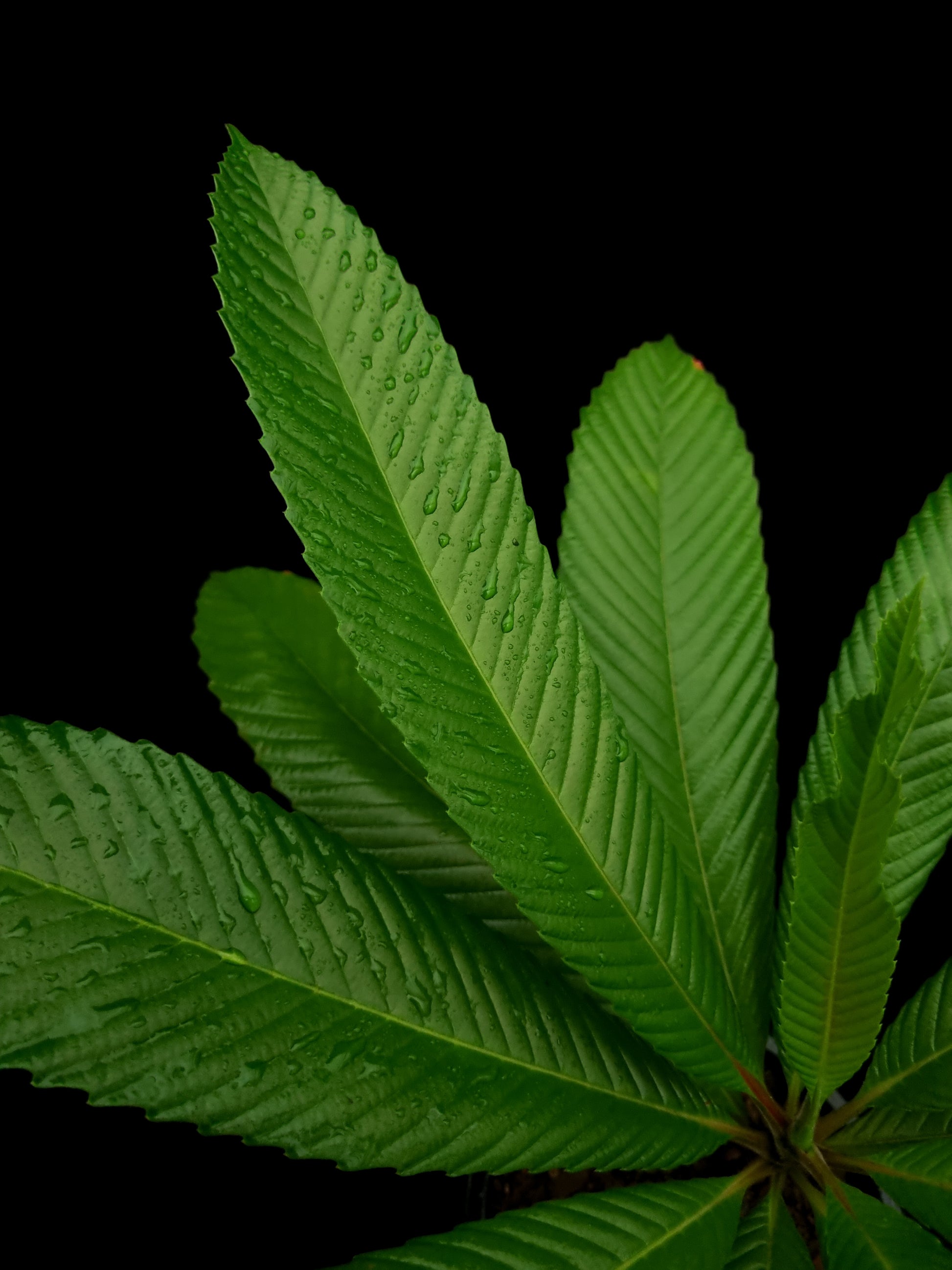 dillenia indica sale Singapore potted plant leaf adaxial