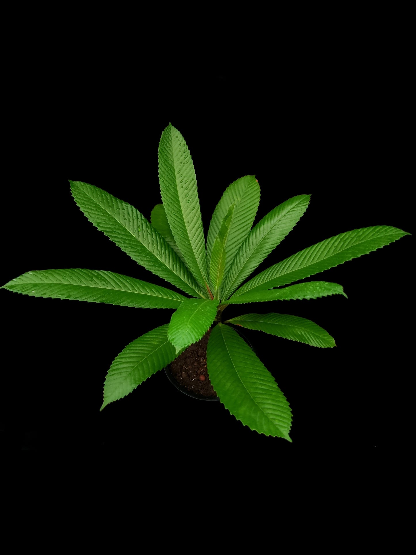 dillenia indica sale Singapore potted plant side view