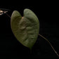 dioscorea sp. kalimantan iridescent climber sale Singapore potted plant