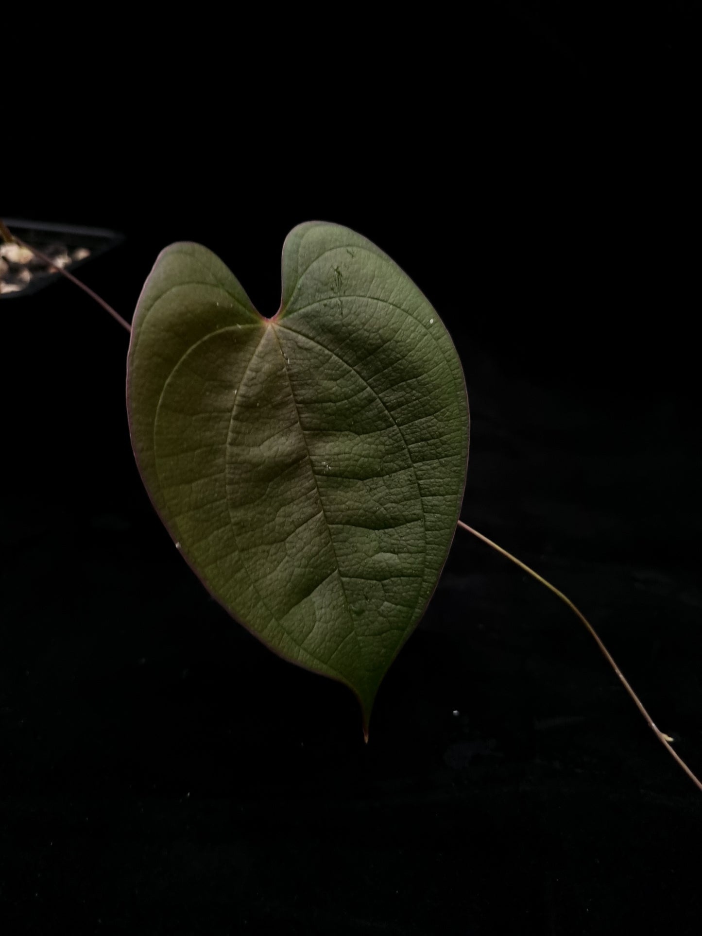 dioscorea sp. kalimantan iridescent climber sale Singapore potted plant