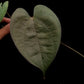 dioscorea sp. kalimantan iridescent climber sale Singapore potted plant
