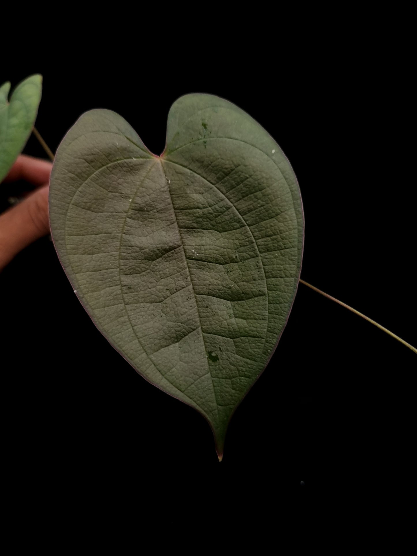 dioscorea sp. kalimantan iridescent climber sale Singapore potted plant
