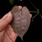 dioscorea sp. kalimantan iridescent climber sale Singapore potted plant