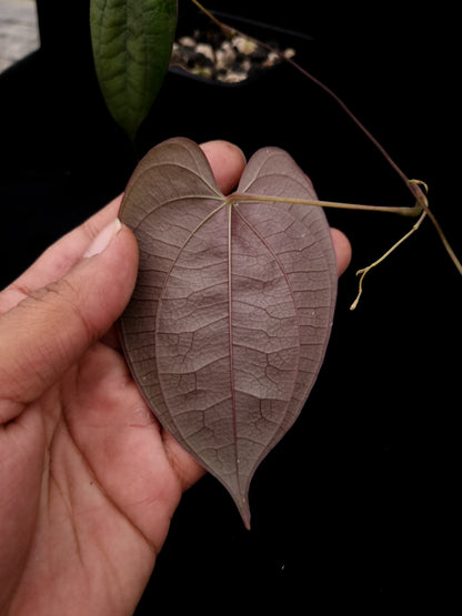 dioscorea sp. kalimantan iridescent climber sale Singapore potted plant
