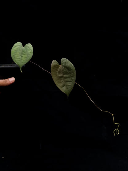 dioscorea sp. kalimantan iridescent climber sale Singapore potted plant