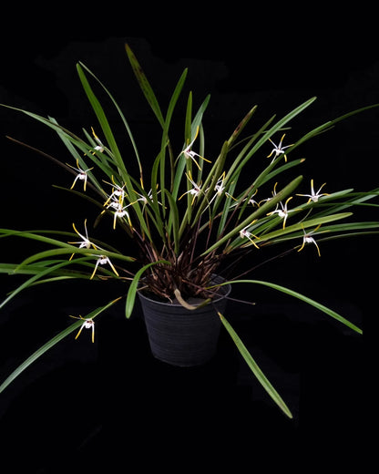 diplocaulobium hydrophilum orchid sale Singapore potted plant