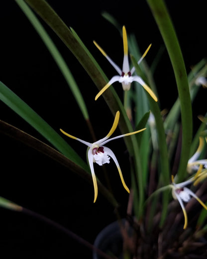 diplocaulobium hydrophilum orchid sale Singapore potted plant