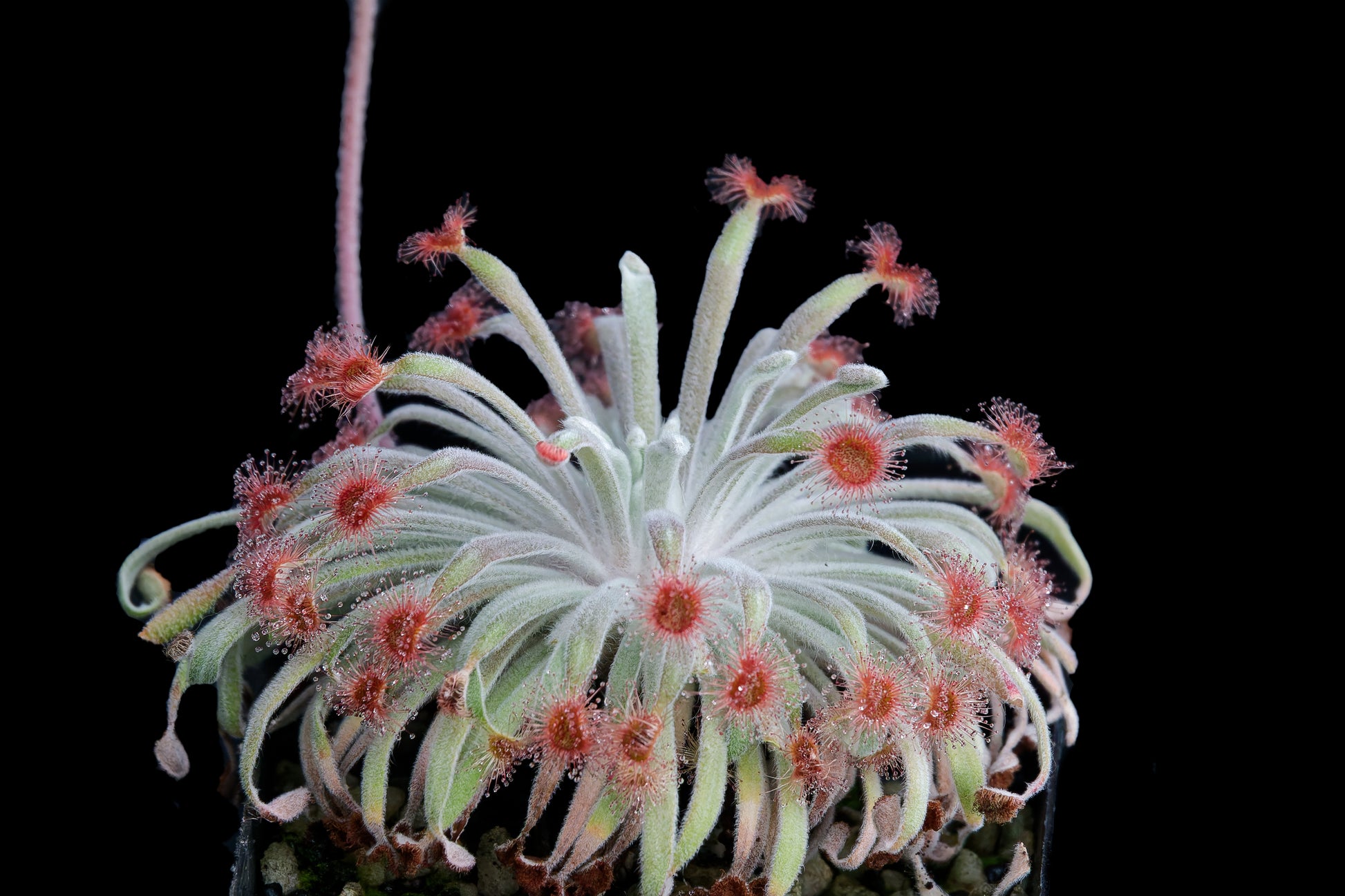 drosera wooly sundew carnivorous plant pinguicula utricularia nepenthes sale Singapore
