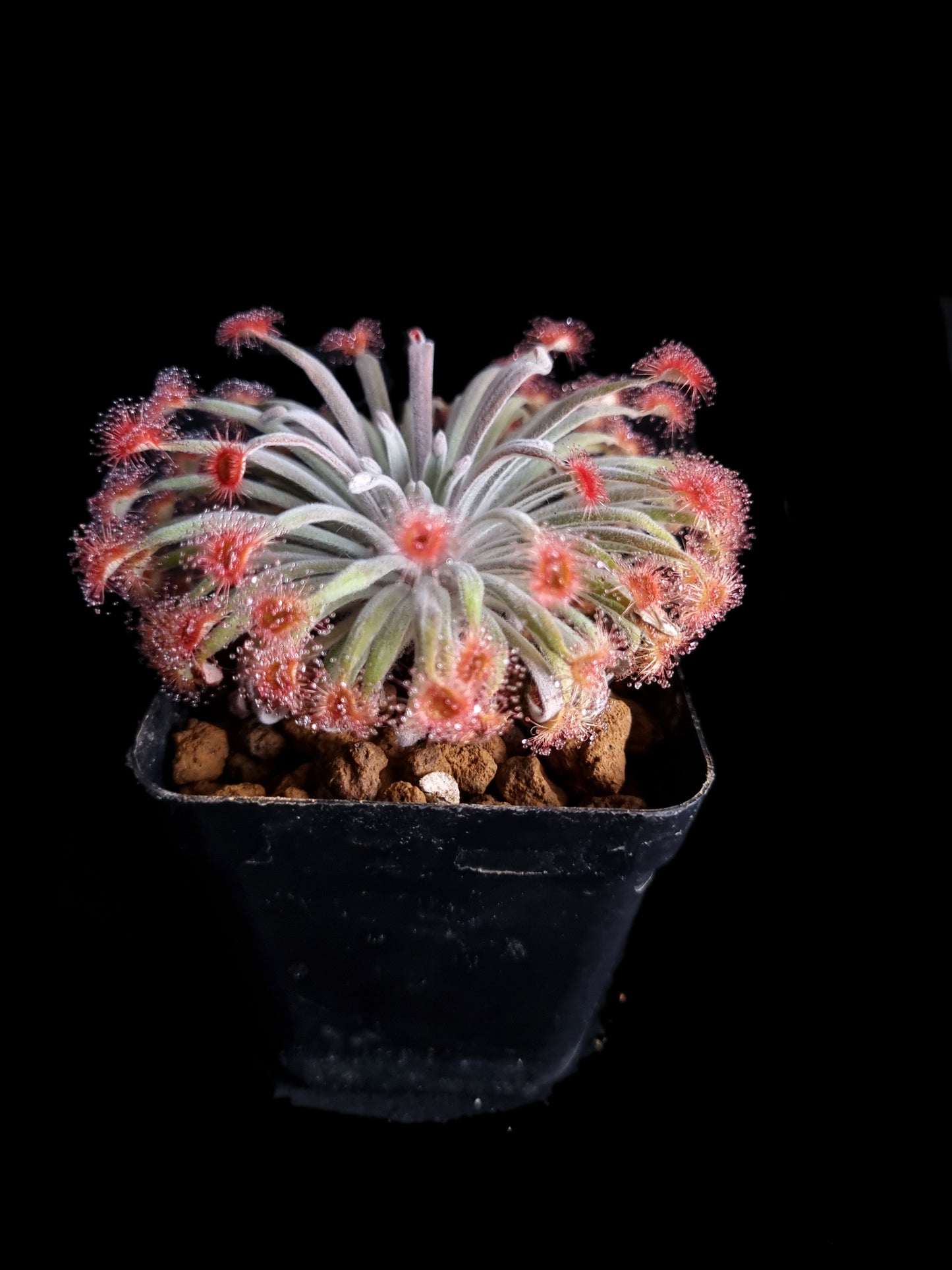 Drosera aff. ordensis 'Timber Creek'