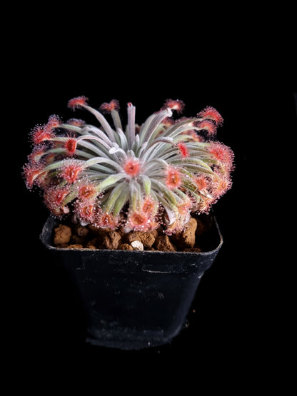 Drosera aff. ordensis 'Timber Creek'