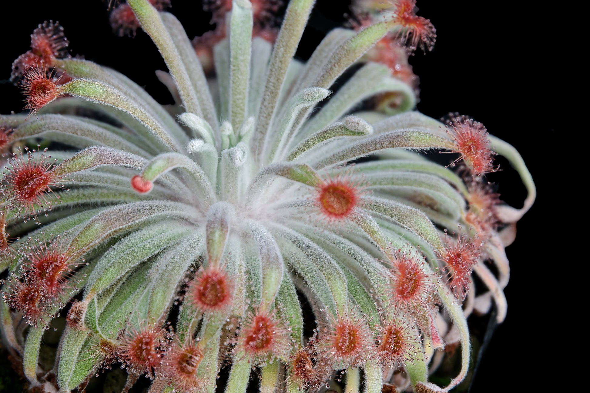 drosera wooly sundew carnivorous plant pinguicula utricularia nepenthes sale Singapore