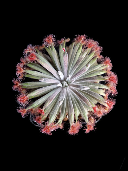 Drosera aff. ordensis 'Timber Creek'