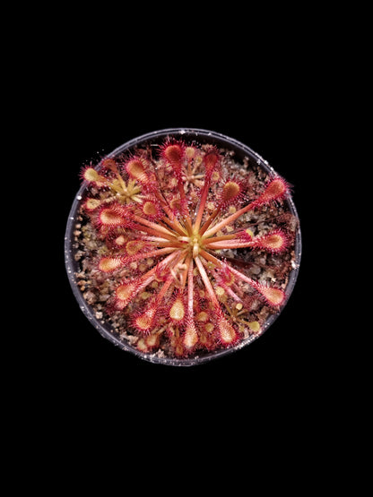 Drosera capillaris long arm carnivorous plant sundew terrarium plant sale Singapore potted plant side view