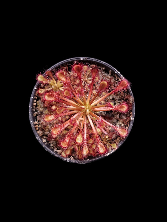 Drosera capillaris long arm carnivorous plant sundew terrarium plant sale Singapore potted plant side view