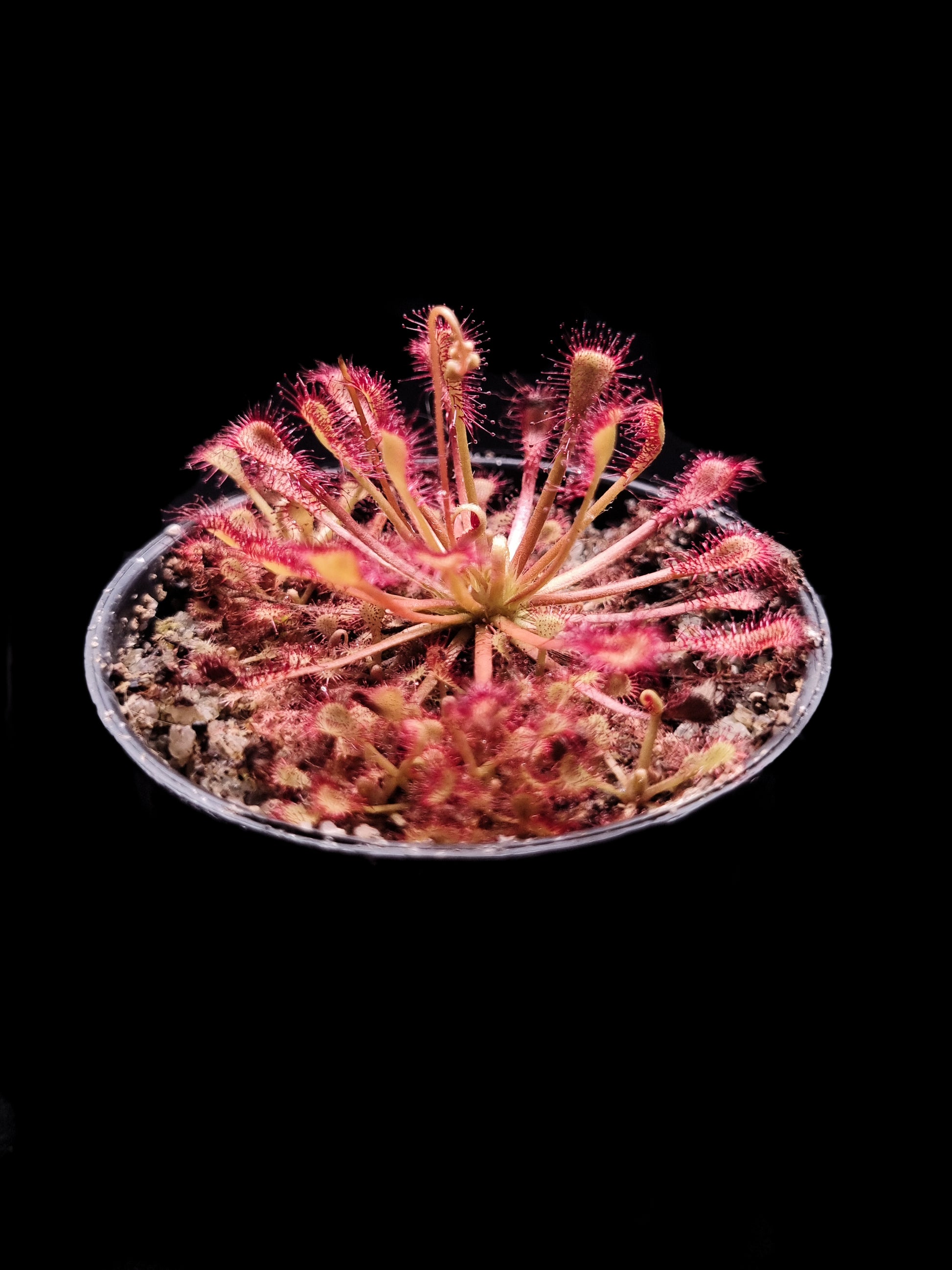 Drosera capillaris long arm carnivorous plant sundew terrarium plant sale Singapore potted plant side view