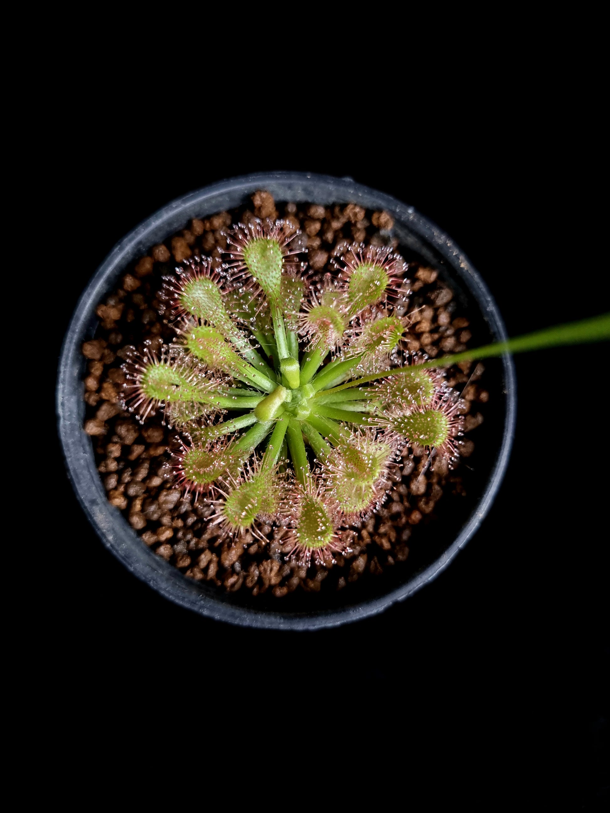 drosera capillaris var. alba sundew carnivorous plant sale Singapore