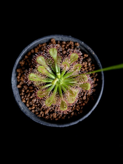 drosera capillaris var. alba sundew carnivorous plant sale Singapore
