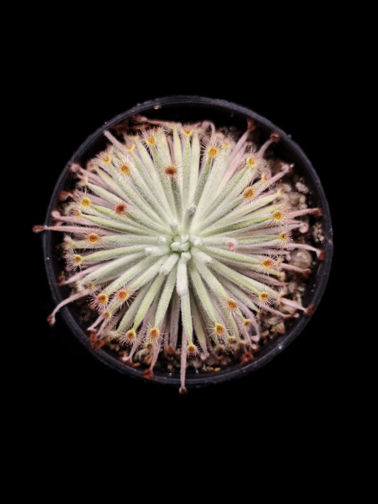drosera derbyensis wooly sundew carnivorous plants sale Singapore